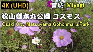 【4K】大崎市松山御本丸公園 コスモス Osaki City Matsuyama Gohonmaru Park Cosmos