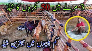 3 Marla Shed For 50 Goats || Goat Farm Shed Design