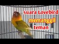 Suara Lovebird Memanggil Teman Suara nya Bikin Labet Lain Bunyi Bersahutan