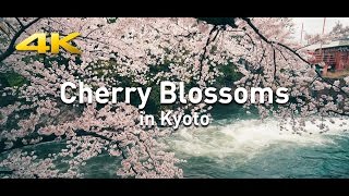 Cherry Blossoms in Kyoto 2017 | 京都の桜 ( 4K ) [CineWalk03]