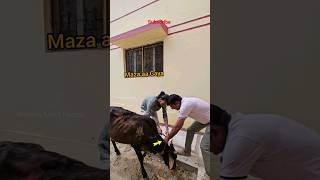 Kaalu Or Roxi | Maza aa Gaya Animals Videos #cow #streetdog #labrador #doglover #dogfamily #shorts