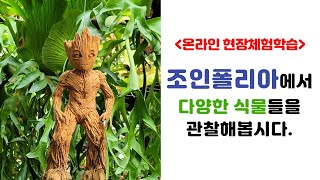 [온라인 현장체험학습]  파주 조인폴리아에서 다양한 식물을 관찰해요.