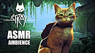 You are a Cat taking shelter from the Storm [ASMR] Rain \u0026 Thunderstorm Ambience | Stray PS5