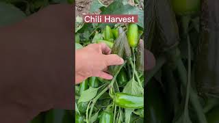 Chili  Harvest  With This Special Tool #satisfying #short