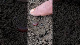 menemukan millipede kaki seribu terkubur di pasir #videoshorts #millipede #shorts