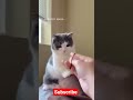 Claver Cats 🥰 TikTok Viral cats 🥰Pet lovers 🥰#shorts #cat #pets #youtubeshorts