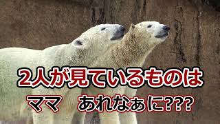 【シロクマの1分動画＃371】ママあれなぁに？💗【天王寺動物園】