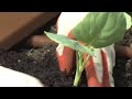 Home Grown: Planting your own carrots, lettuce & broccoli