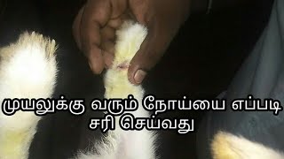 முயலுக்கு வரும் நோய்களை எப்படி சரி செய்வது | Pets And Tips