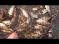 海藻を食んでいるバリコ幼魚群れ。小さな魚が泳いでいるので、アミ入れするとアイゴでした。全長1㎝の可愛さ。夏場の漁港内は幼魚の宝庫。