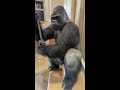 powerful shabani taps the glass. higashiyama zoo gorilla silver back.