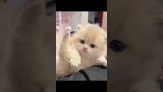 Cute cat videos 01 🐾🎬 #moments #reels #funny