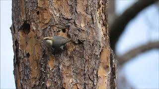 Brown-headed Nuthatch