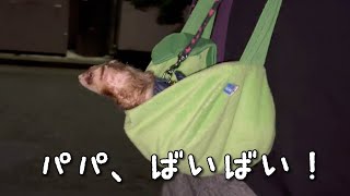 フェレットと夜のお散歩に行ってきた【ferret#1368】