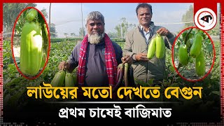 ১৫ হাজার টাকা খরচে আয়ের আশা আড়াই লাখ | Eggplant Cultivation | Kalbela