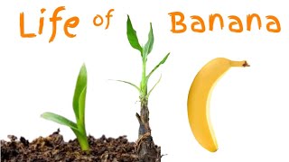 Life of Banana Plant