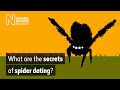 What are the secrets of spider dating? | Natural History Museum