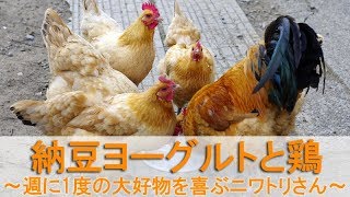 納豆ヨーグルトと鶏～週に1度の大好物を喜ぶニワトリさん～