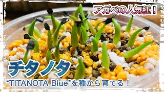 アガベ“チタノタBLUE”実生チャレンジ大成功！