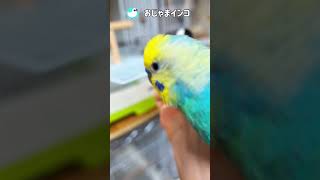 イェ〜イ！映ってる！？ #文鳥 #セキセイインコ #shorts