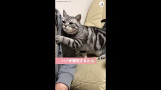 パパに構って欲しい猫…(*´﹃｀)