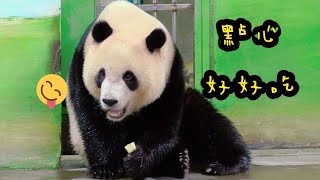 圓寶小門看保育員，圓寶被餵了一大堆點心|熊貓貓熊The Giant Panda Yuan Yuan and Yuan Bao|台北市立動物園