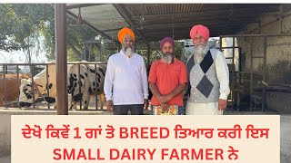 GROWING  A DIARY FARM FROM ONE COW WITH GOOD BREED | AULAKH DIARY FARM | RAMPURA PHUL | BATHINDA |