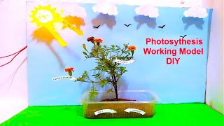 photosynthesis working model for science fair project | craftpiller | DIY