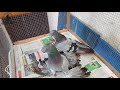 СИЗЫЕ ДВУХЧУБЫЕ ГОЛУБИ pigeons taube