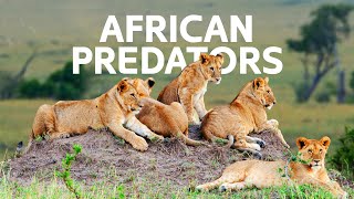 The Legendary Lions Fight Against Deadly Predators For Food | [4K] Wildlife Docu