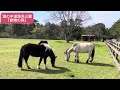 【福岡】季節の花めぐり「海の中道海浜公園」