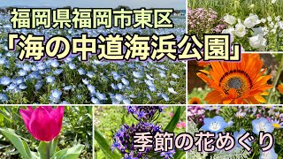 【福岡】季節の花めぐり「海の中道海浜公園」