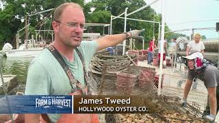 Maryland Farm \u0026 Harvest: Hollywood Oysters