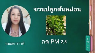 ปลูกต้นหม่อน ( Mulberry) /ปลูกต้นไม้ช่วยลด PM 2.5  by หมอดาราวดี