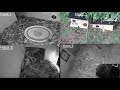 live igel haus hedgehog house 24 7 live stream