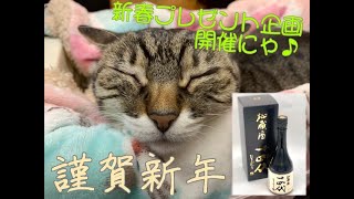 ねこ女将まいちゃんネル！2021年もよろしくにゃ♬　新春プレゼント企画