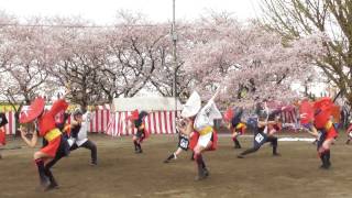 わいわい連☆くまがや桜よさこい2017 in 荒川公園