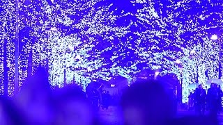 渋谷に「青の洞窟」　ＬＥＤ５５万個、ケヤキ並木彩る