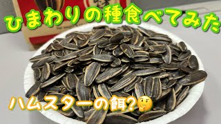 ひまわりの種食べてみた　【日本留学記録】