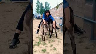 funniest donkey ever donkey training the fun way 28 #horse #horseing #horsepower