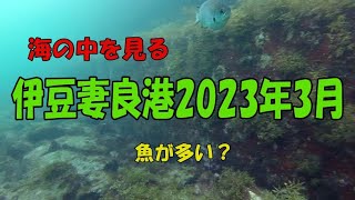 海の中を見る！海中動画　妻良港2023年3月