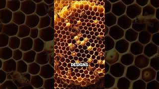 Honeycomb fact you didn't know | Facts about honeycomb | Why honeycomb is hexagon in shape