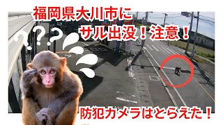 福岡県大川市にサル出没！注意！こんなところにサル？野生？　パート1　#サル　#防犯カメラ　#大川市