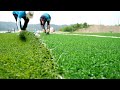 process of making a World Cup soccer field with artificial turf in Korea