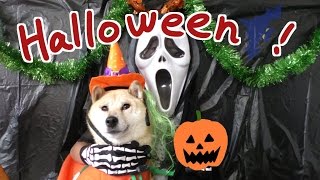 柴犬小春　ハロウィンパーティー 2015