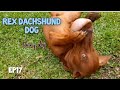 Funny dog / Dachshund dog /rex