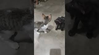 🐈🐈‍⬛போன வருடம்  இந்த வருடம் #cute #cat #trending #shorts #viral #video