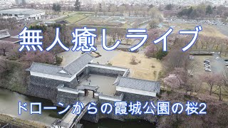 無人癒しライブドローンからの霞城公園の桜2