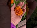 flowers nature shorts rasilaadhikari likesharesubscribe music love song