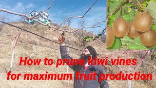 How to Prune Kiwi Vines for Maximum Fruit Production